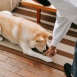 How to Get Dog Pee Smell Out of Carpet: 6 Methods That Work