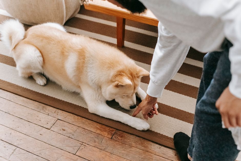 How to Get Dog Pee Smell Out of Carpet: 6 Methods That Work
