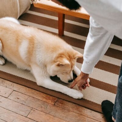 How to Get Pet Urine Smell Out of Carpet