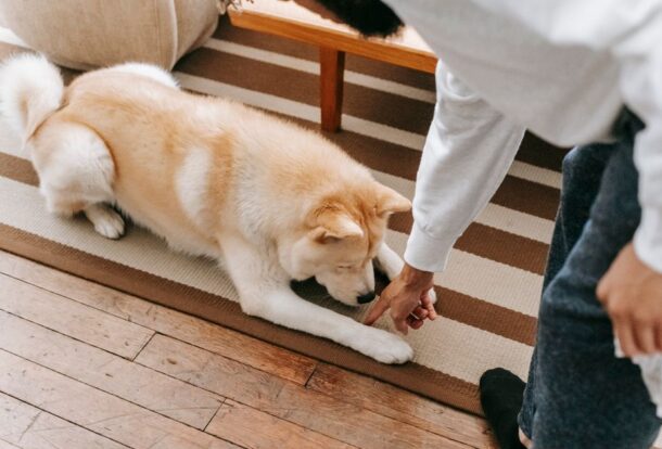How to Get Pet Urine Smell Out of Carpet