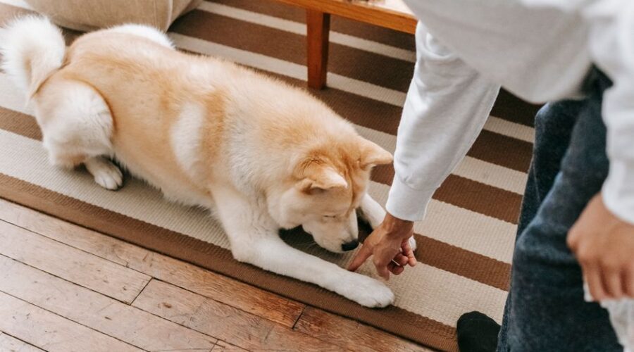 How to Get Pet Urine Smell Out of Carpet